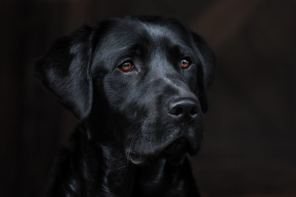 Hondenfokker in Berkel en Rodenrijs toont gezonde en gelukkige puppies met focus op ethische fokpraktijken